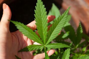 Was CBD wirklich ist und was es nicht ist.