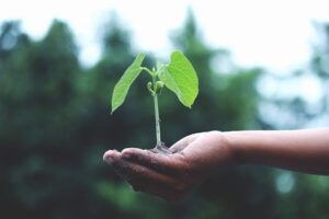 Klimawandel und Landwirtschaft: Anpassungsstrategien für eine resiliente Agrarproduktion